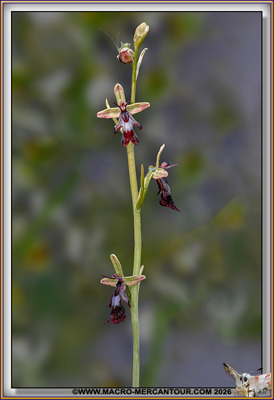 Ophrys mouche